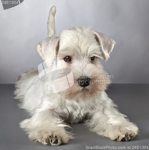 Image of white miniature schnauzer puppy