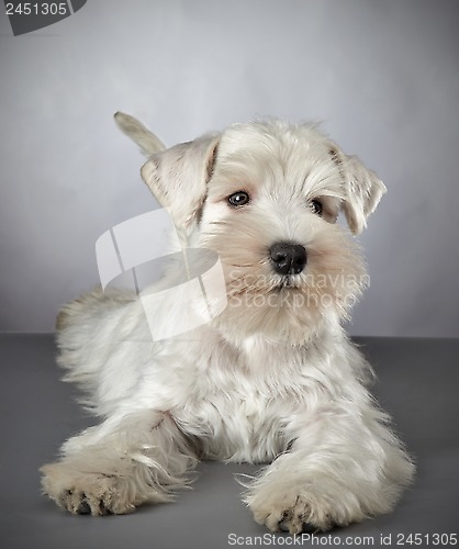 Image of white miniature schnauzer puppy