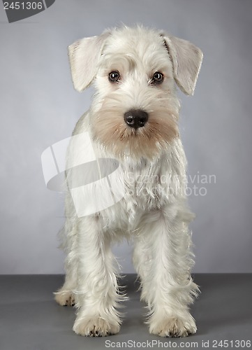 Image of white miniature schnauzer puppy