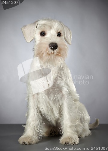 Image of white miniature schnauzer puppy