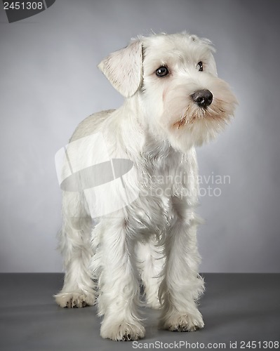 Image of white miniature schnauzer puppy