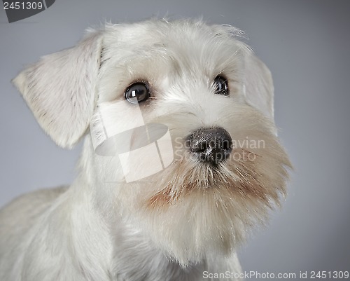 Image of white miniature schnauzer puppy