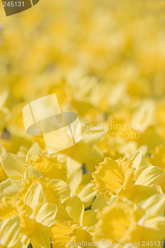 Image of Close-up of yellow flowers