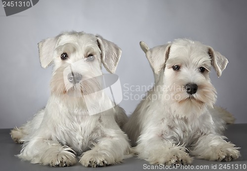 Image of white miniature schnauzer puppy