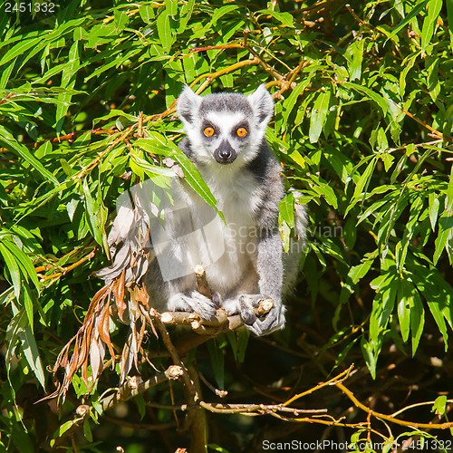 Image of Ring-tailed lemur (Lemur catta)