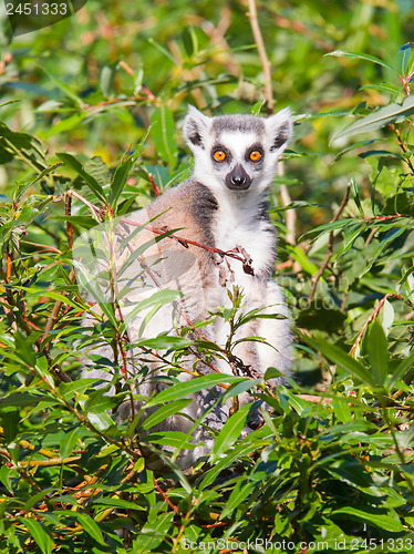 Image of Ring-tailed lemur (Lemur catta)