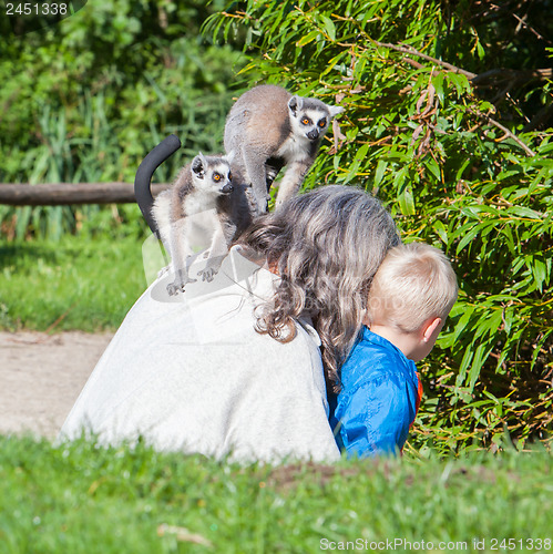 Image of Ring-tailed lemur (Lemur catta)