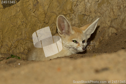 Image of Fennec fox in captivity