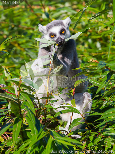 Image of Ring-tailed lemur (Lemur catta)