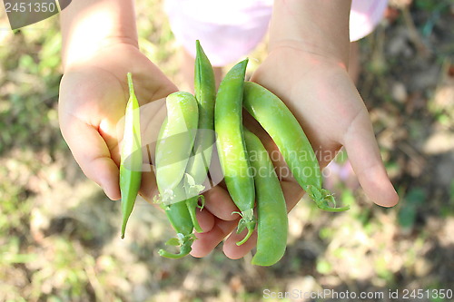 Image of pea pods in the hand