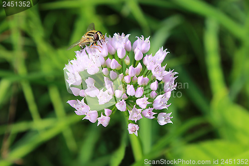 Image of fly sitting on the unusual flower