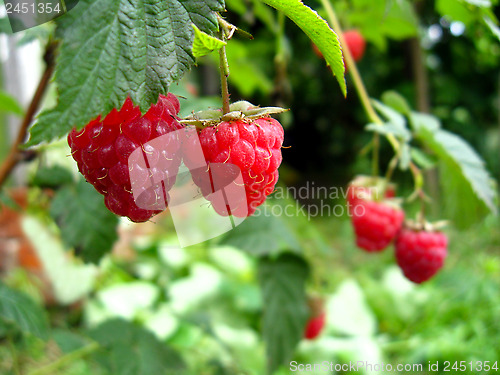 Image of red ripe berries of raspberry