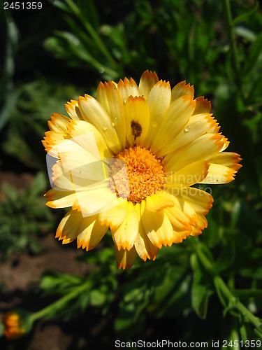 Image of beautiful flower of yellow calendula