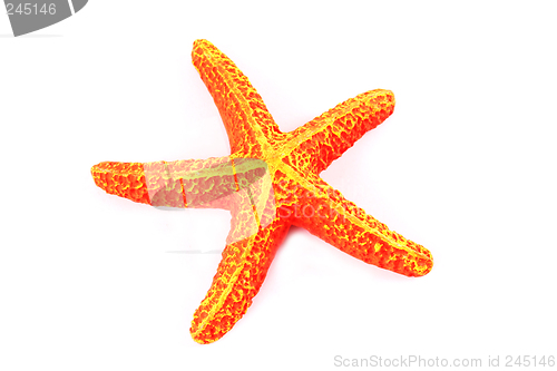 Image of Orange starfish