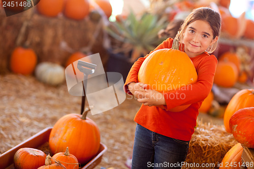 Image of Cute Girl Choosing A Pumpkin