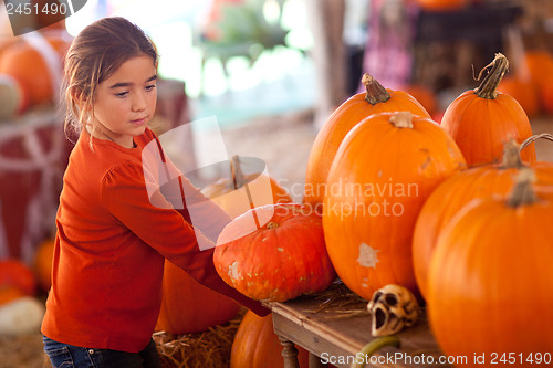 Image of Cute Girl Choosing A Pumpkin