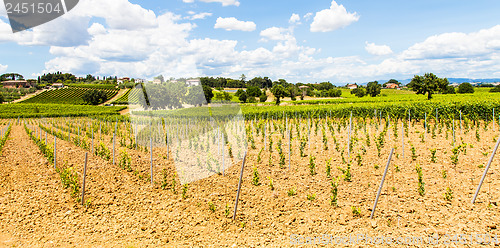 Image of Tuscany Wineyard