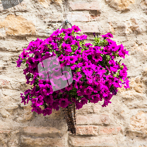 Image of Tuscan flowers