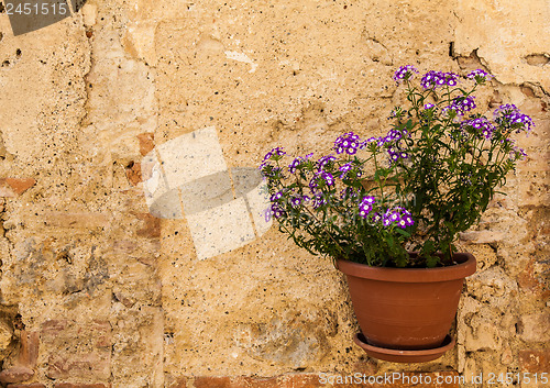 Image of Tuscan flowers