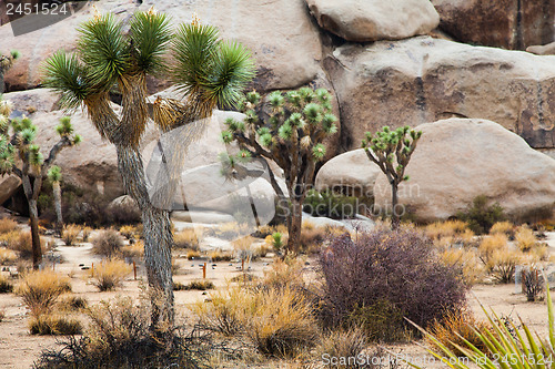 Image of Joshua Tree