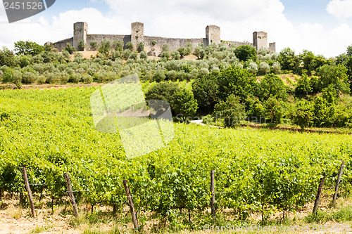 Image of Wineyard in Tuscany