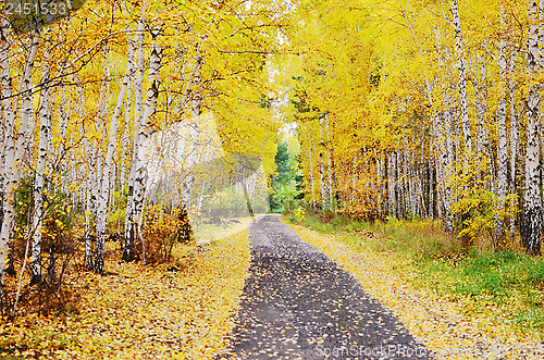 Image of autumn road