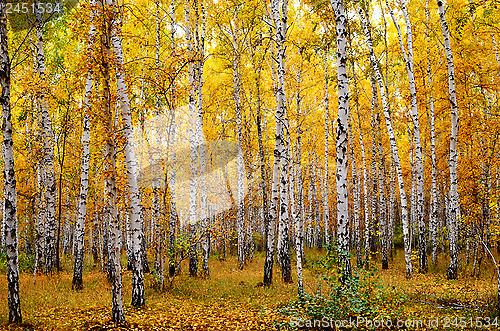 Image of autumn forest