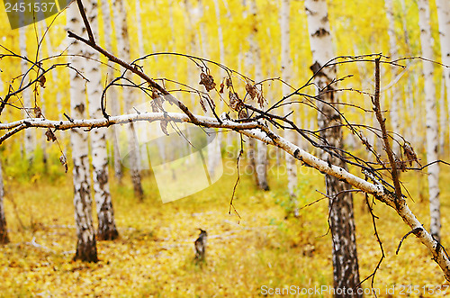Image of autumn forest