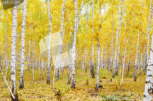 Image of autumn forest