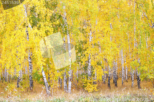 Image of autumn forest