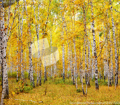 Image of autumn forest