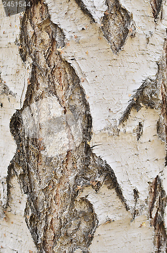 Image of birch bark