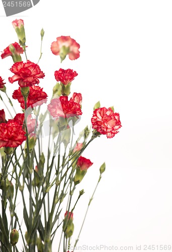 Image of red carnation