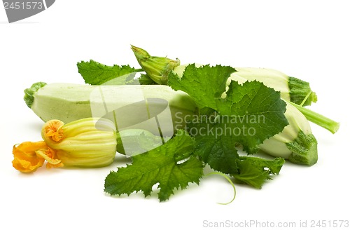 Image of vegetable marrow with flowers