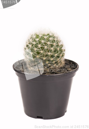 Image of close up of small cactus houseplant  in pot