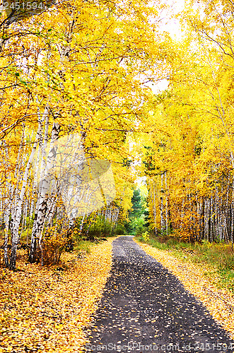 Image of autumn road