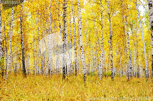 Image of autumn forest