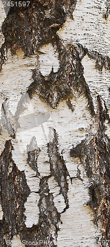 Image of birch bark