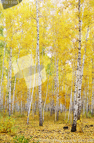 Image of autumn forest