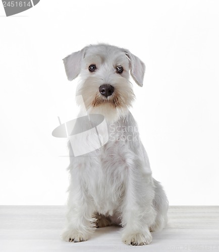 Image of White miniature schnauzer puppy