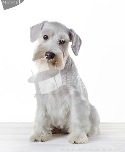 Image of White miniature schnauzer puppy