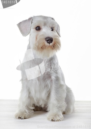 Image of White miniature schnauzer puppy