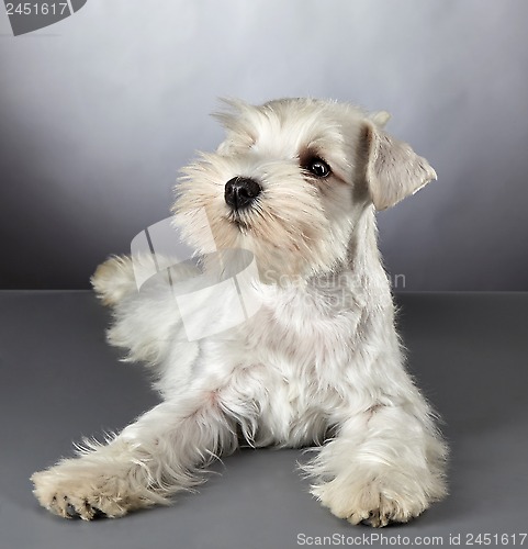 Image of White miniature schnauzer puppy