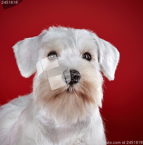 Image of White miniature schnauzer puppy