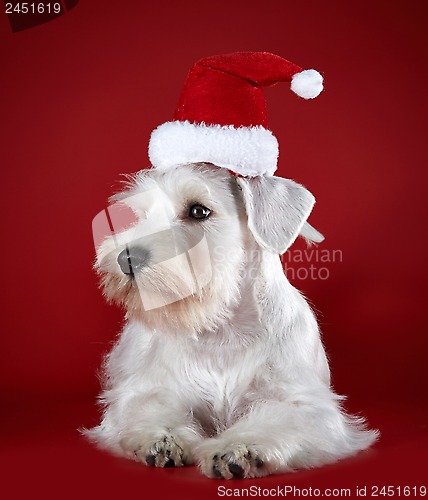 Image of White miniature schnauzer puppy