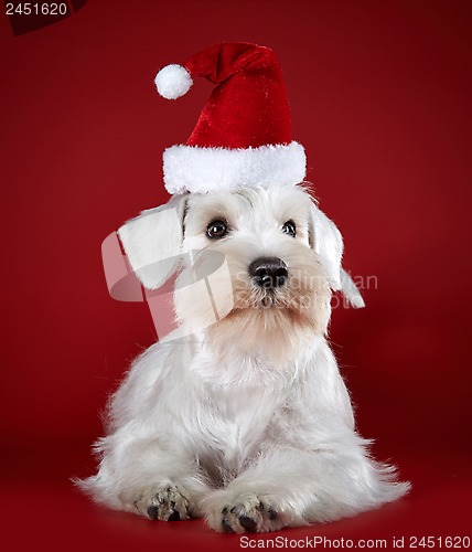 Image of White miniature schnauzer puppy