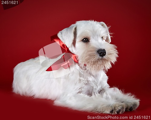 Image of White miniature schnauzer puppy