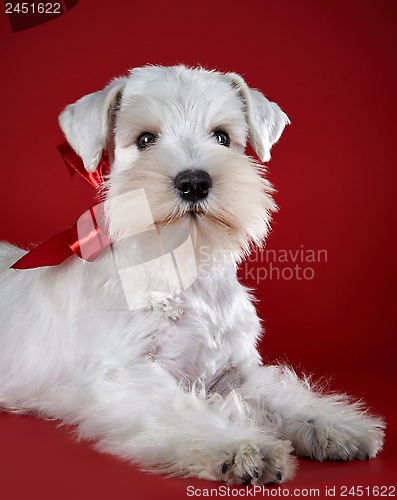 Image of White miniature schnauzer puppy