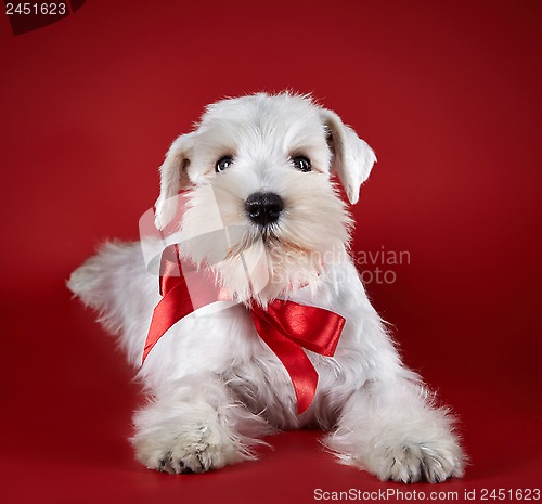 Image of White miniature schnauzer puppy