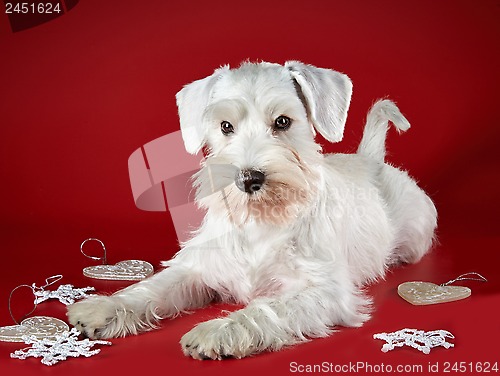 Image of White miniature schnauzer puppy